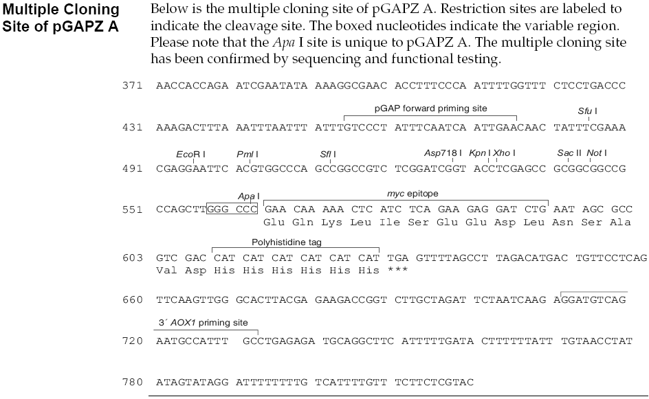 pGAPZ A多克隆位点